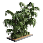 Collection Outdoor plant in garden tree palm- wood pot 02