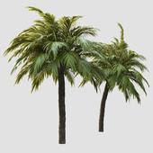 tree for landscape 10 (palm tree)