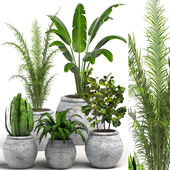 indor plants set01