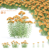 Yarrow flowers | Achillea millefolium # 3