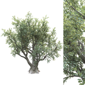 tree for landscape 11 (olive tree)