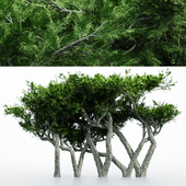 2 Different tree Monterey Cypress
