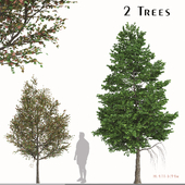 Set of Liquidambar formosana Trees (Formosan gum) (2 Trees)