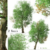Set of Platanus orientalis Tree (Old World sycamore) (2 Trees)