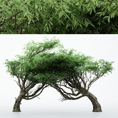 2 Different tree Acacia