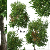Set of Cananga odorata Tree (Ylang ylang) (2 Trees)