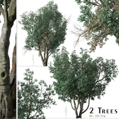 Set of Tanbark Oak Tree (Lithocarpus densiflorus) (2 Trees)