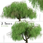Set of Weeping Willow Tree (Salix babylonica) (2 Trees)
