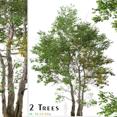 Set of California Sycamore Tree (Platanus racemosa) (2 Trees)