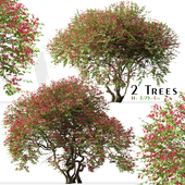 Set of Bougainvillea spectabilis Tree (Santa Rita) (2 Trees)