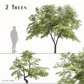 Set of Acer palmatum Tree (Japanese maple) (2 Trees)