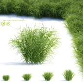 Sedge palm-leaved grass | Carex_muskingumensis