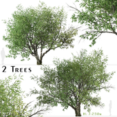 Set of California bay laurel Tree (Umbellularia californica) (2 Trees)