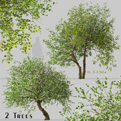 Set of Common Jasmine Tree (Jasminum officinale) (2 Trees)