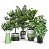 Set of plants (Areca, Alokazia, Schefflera, Lemon, Spathiphyllum)