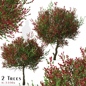 Set of Photinia fraseri Tree (Christmas berry) (2 Trees)