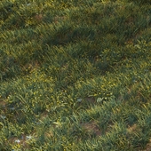 Июньская трава