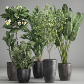 Collection of plants in black pots Strelitzia, tree, ficus, Plumeria, banana palm. Set 984.