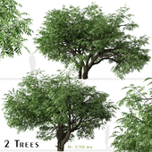 Set of California black walnut Tree (Juglans californica) (2 Trees)