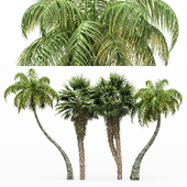 4diffrent tree-Chinese Fan Palm-Coconut Palm