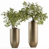 indoor Plant Set 236 - Bonsai in Gold Pot