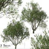 Set of London Plane walnut Tree (Platanus acerifolia) (2 Trees)