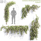 Lonicera flowering #1
