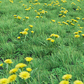 Grass set 01 - Dandelion
