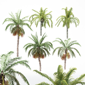 5diffrent tree-Date Palm-Queen Palm
