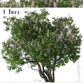 California buckeye Tree ( Aesculus californica )