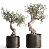 Collection of old Olive trees in a rusty metal outdoor pot and flowerpot, topiary. Set 989.