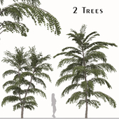 Set of Cercidiphyllum japonicum Tree ( Katsura ) (2 Trees)