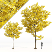 Yellow leaf trees