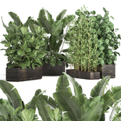 Collection of thickets of plants in metal pots with Strelitzia, flowerbed, bamboo, ficus, monstera, banana. Set 993