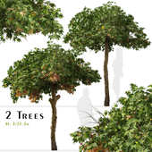 Set of Liquidambar styraciflua Tree ( Sweetgum ) ( 2 Trees )