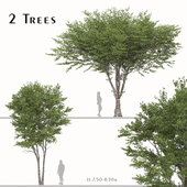Set of Celtis australis Tree ( European nettle ) (2 Trees)