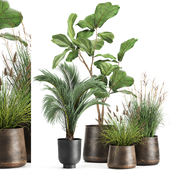 Collection of exotic plants in rusty metal pots with Ficus lyrata, palm, bushes. Set 997.