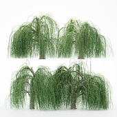 4diffrent tree Weeping Willow