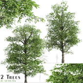 Set of White alder Tree (Alnus rhombifolia) (2 Trees)