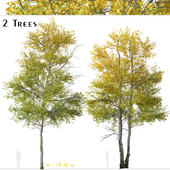 Set of Quaking aspen Tree (Populus tremuloides) (2 Trees)