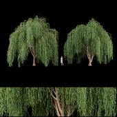 collection willow trees vol 7