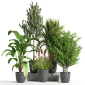 Indoor Plant Set 37