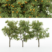 3diffrent tree Orange_Fruit