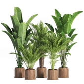 Indoor_Plant_Set_42