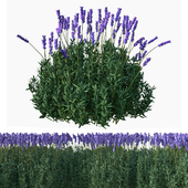 flower vol 01 (lavender)
