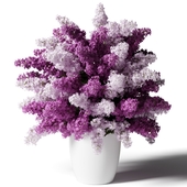 White and pink lilacs in a white vase