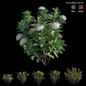 Ixora plant set 42