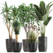 Collection of plants in black pots with Strelitzia, banana Ginkgo, Dracaena, Yucca. Set 1016.