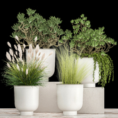 A collection of exotic plants in white pots with a Crassula, portulacea, a feather grass. Set 1019.