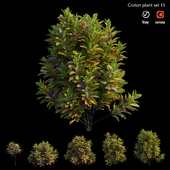 Croton plant set 15